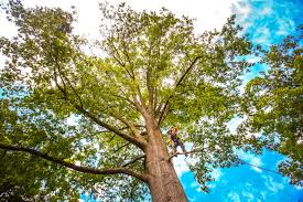Best Seasonal Cleanup (Spring/Fall)  in Ocoee, FL