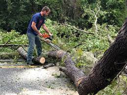 Best Storm Damage Tree Cleanup  in Ocoee, FL