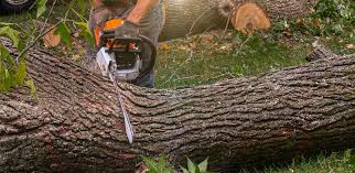 Best Tree Preservation Services  in Ocoee, FL