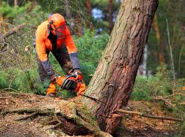 Best Lawn Irrigation Installation and Maintenance  in Ocoee, FL