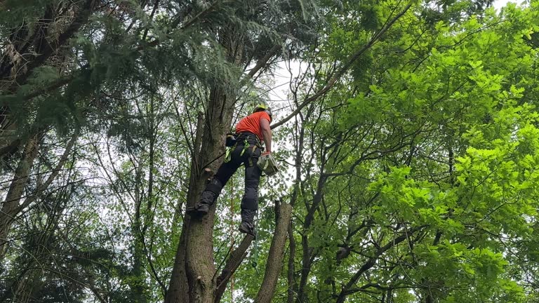 Best Lawn Renovation and Restoration  in Ocoee, FL