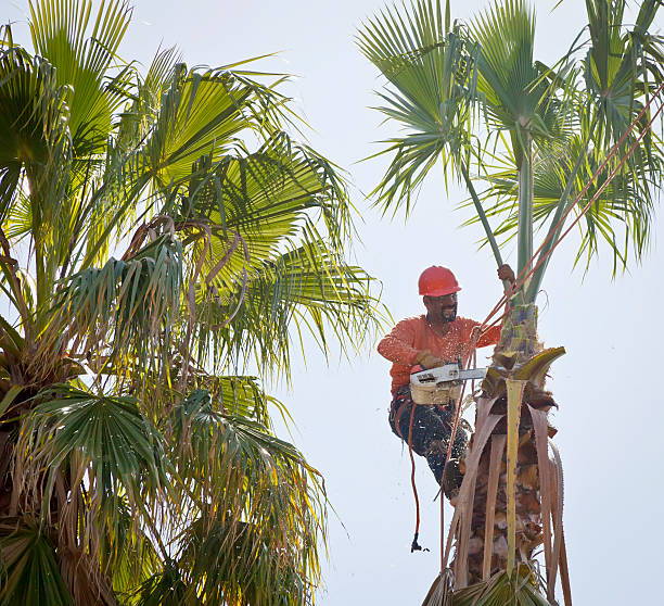 Best Tree Health Inspection  in Ocoee, FL