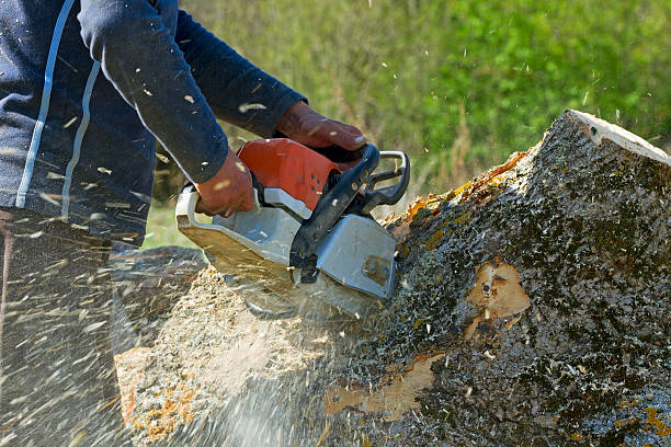 How Our Tree Care Process Works  in  Ocoee, FL