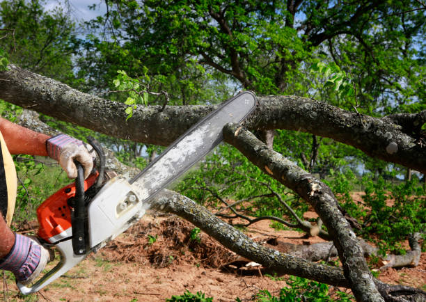 Best Landscape Design and Installation  in Ocoee, FL